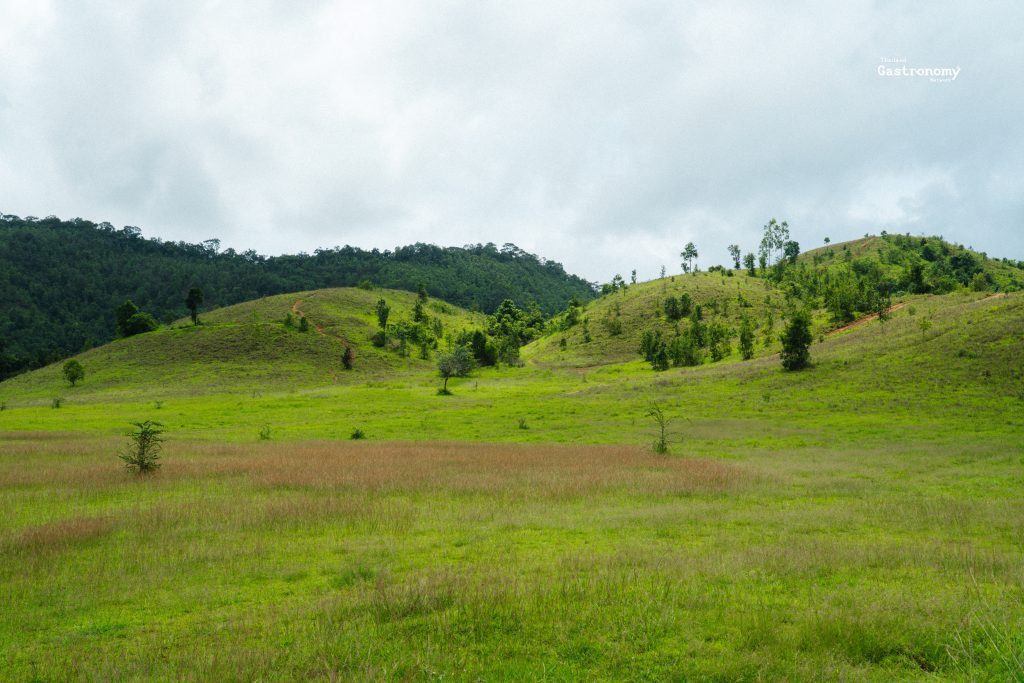 ภูเขาหญ้าระนอง