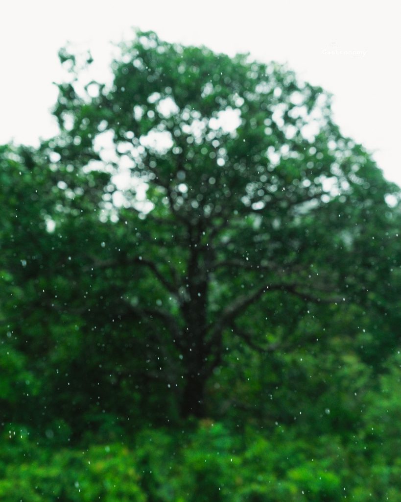 ฝนตกระนอง
ระนอง อาบ อิ่ม สุข สงบ